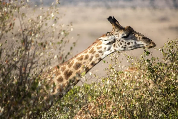 Vista Perto Bela Girafa Selvagem Maasai Mara Quênia — Fotografia de Stock