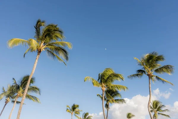 Palmiers Dans Vent Sur Île Maui — Photo