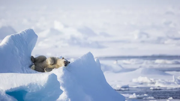 Urso polar descansando no gelo — Fotografia de Stock