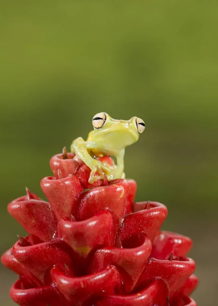 Emerald Glass Frog — Stock Photo, Image