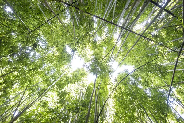 Mirando Bosque Bambú Oheo Gulch Cerca Hana Maui — Foto de Stock