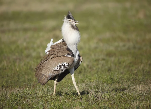 Displaying Kori Bustard — Stock Photo, Image