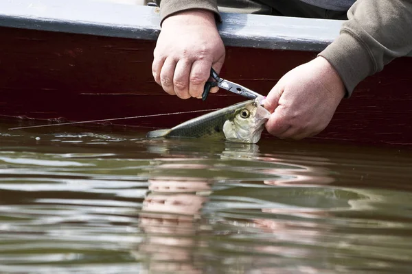 Uomo Catturato Pesca Mosca Sul Fiume Potomac Fuori Washington — Foto Stock