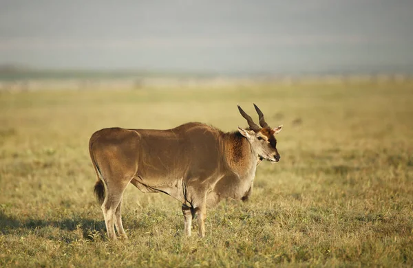 Selectieve Aandacht Van Mooie Wild Elandantilope Natuurlijke Habitat — Stockfoto