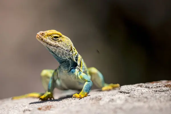 Enfoque Selectivo Lagarto Colorido Pie Sobre Roca Con Fondo Oscuro — Foto de Stock