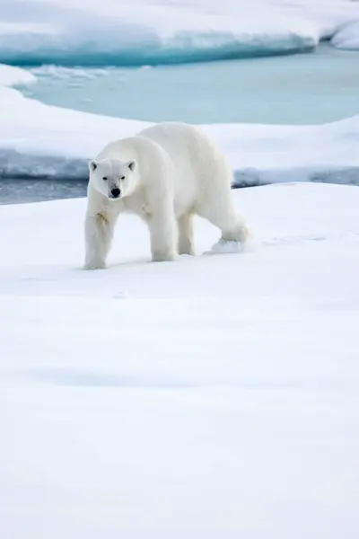 Oso polar caminando en Spitsbergen — Foto de Stock