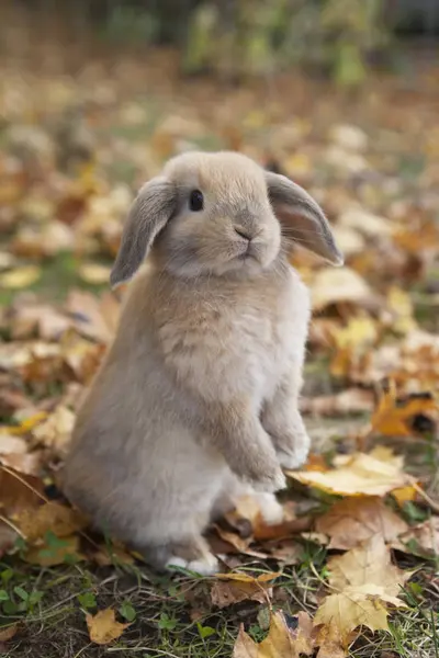 Holland Lop em folhas caídas — Fotografia de Stock