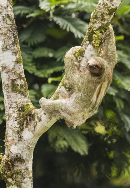 Close View Thee Toed Sloth Climbing Cecropia Tree Costa Rica — Stock Photo, Image