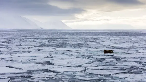 Due Trichechi Sul Ghiaccio Frammentato Del Pacchetto Nello Spitsbergen Svalbard — Foto Stock