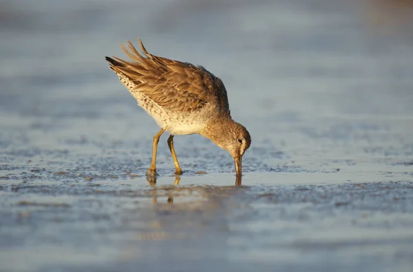 Close View Long Billed Dowitcher Feeding Natural Habitat — Stock Photo, Image