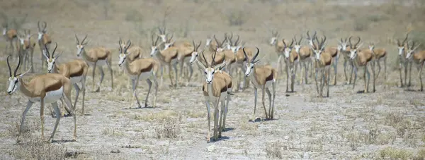 Stado Springboks Park Narodowy Etosha Namibia — Zdjęcie stockowe