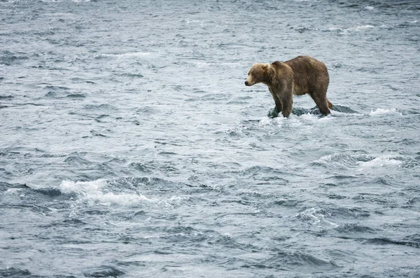 Niedźwiedź Brunatny Płynącej Rzeki Parku Narodowego Katmai Alaska — Zdjęcie stockowe
