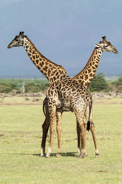 Pareja Jirafas Parque Nacional Del Lago Manyara Tanzania — Foto de Stock