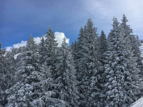 Firs Avusturya Alpleri'nde kar kaplı — Stok fotoğraf