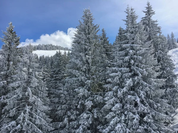 Firs Avusturya Alpleri'nde kar kaplı — Stok fotoğraf