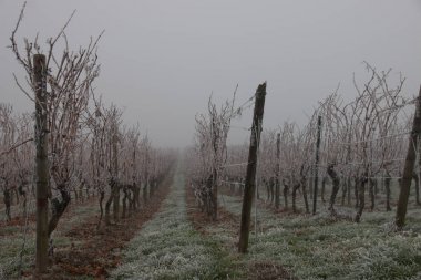 Hoar frost in a vineyard clipart