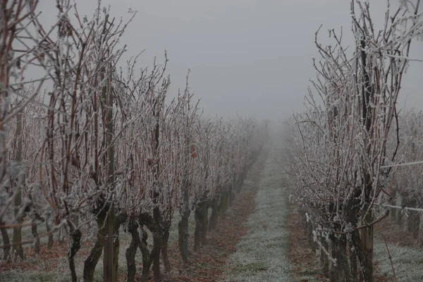 Hoar frost in a vineyard