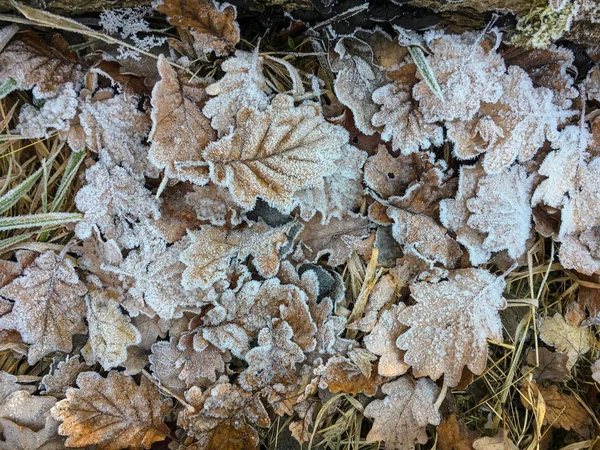 Hoar frost on leafs in a forest — Stock Photo, Image