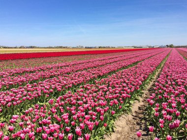 Lisse Hollanda yakınındaki güzel Lale