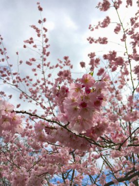 güzel kiraz çiçeği