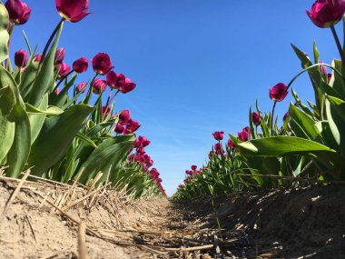 Lisse Hollanda yakınındaki güzel Lale