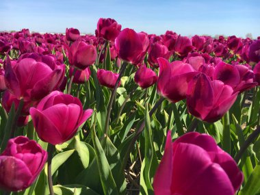 Lisse Hollanda yakınındaki güzel Lale