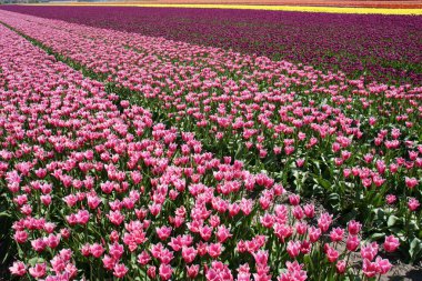 Lisse Hollanda yakınındaki güzel Lale
