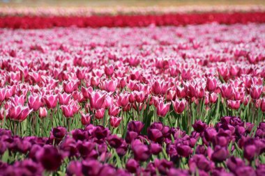 Lisse Hollanda yakınındaki güzel Lale