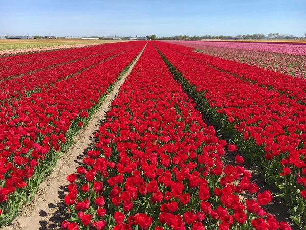 Lisse Hollanda yakınındaki güzel Lale