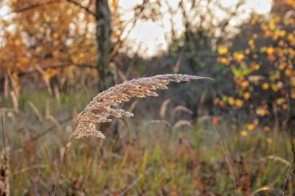 Grass ear in autumn — Stock Photo, Image