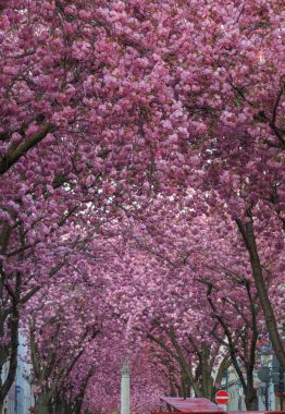 Cherry blossom in Bonn Heerstrasse