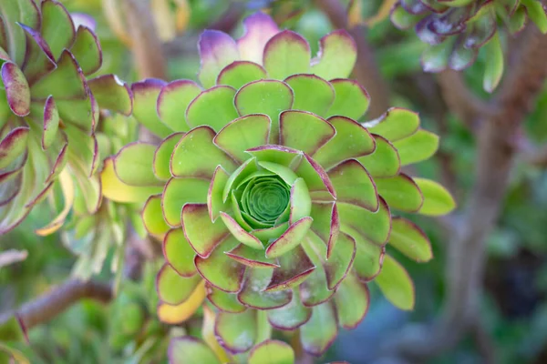 Jovibarba verde suculenta en un jardín — Foto de Stock