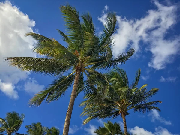 Mavi Gökyüzünün Önünde Bulutlu Palmiye Ağaçları — Stok fotoğraf