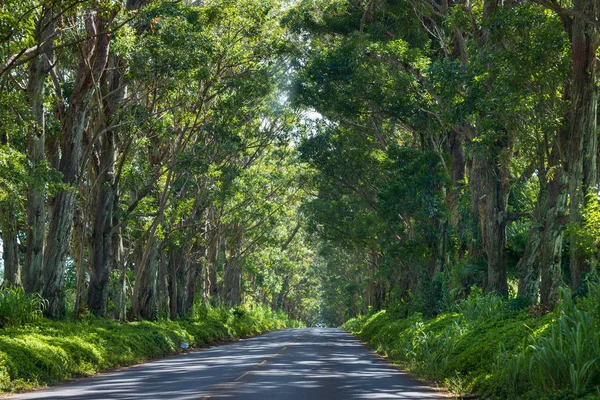 Ağaç Tüneli, okaliptüs ağaçları ile güzel bir gölgelik Maliuhi Road Kauai güney kıyısında doğal bir ağ geçidi oluşturma, Hawaii, ABD