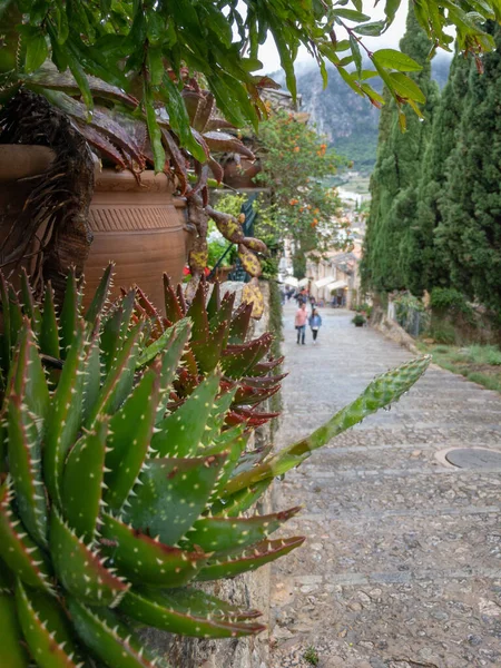 Planta Suculenta Con Gotas Lluvia Frente Los 365 Escalones Del — Foto de Stock