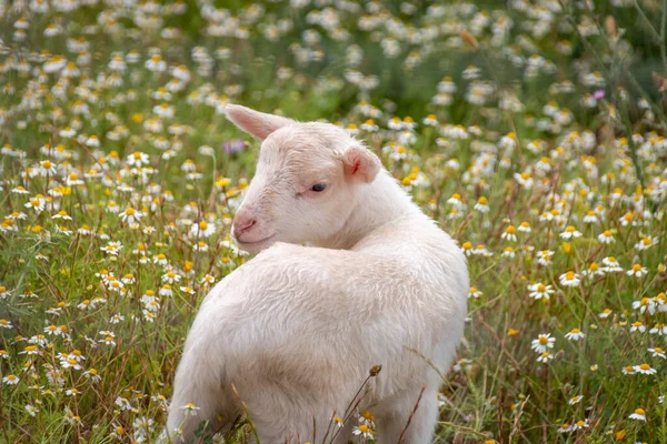 马略卡岛 马略卡岛 上的一片繁茂繁茂的草地上放羊 — 图库照片