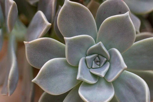 园中的特写葡萄绿色肉质仙人掌植物 — 图库照片