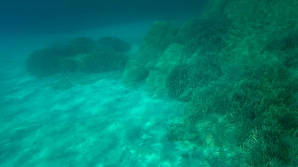 Sandy Underwater sand on a shallow seabed in the Mediterranean sea next to a rock overgrown with seagrass, natural scene, Sardinia, Italy