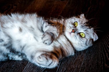 İskoç Katlayan Kedi sırt üstü yere yatar