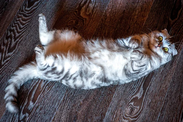 Scottish Fold Gato Encontra Costas Chão — Fotografia de Stock