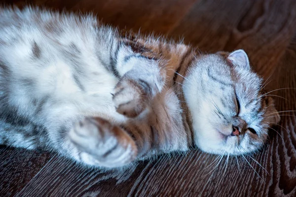 Scottish Fold Gato Encuentra Espalda Suelo — Foto de Stock