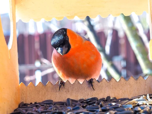 Chardonneret Europe Pyrrhula Pyrrhula Est Assis Sur Une Mangeoire Oiseaux — Photo