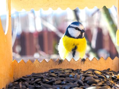 Kuş yemliğinin üzerinde oturan tüylü meme faresi kuşu