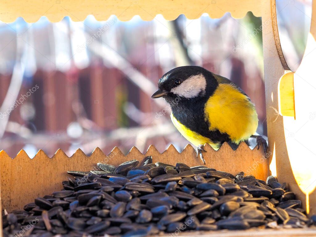 Tufted titmouse bird sitting on bird feeder