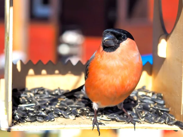 Chardonneret Europe Pyrrhula Pyrrhula Est Assis Sur Une Mangeoire Oiseaux — Photo