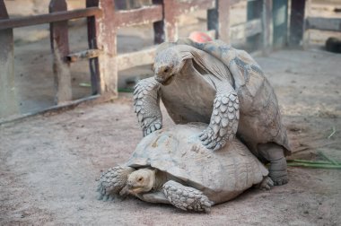 Kaplumbağaların üreme.