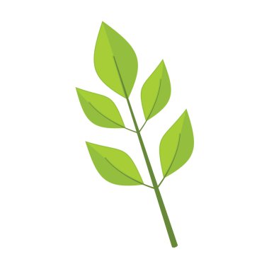 Dişbudak vektör çizim grafik yaprakları