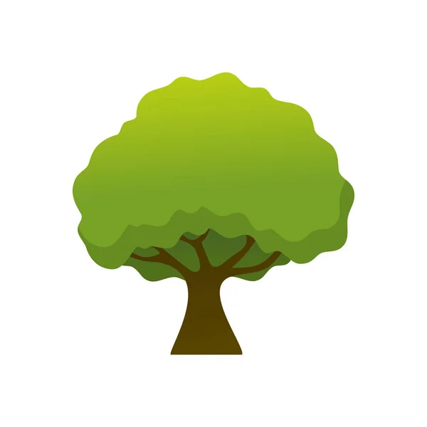 Απομονωμένη απλό σκιερό δέντρο φυτό εικονογράφηση — Διανυσματικό Αρχείο