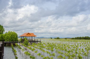 Tayland againt ahşap köşk küçük büyüyen mangrov 