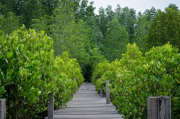 Деревянная дорожка в мангровых лесах — стоковое фото